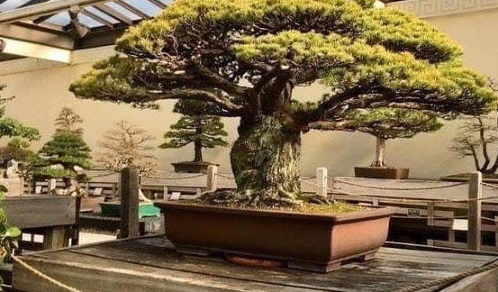 बताया जाता है कि जापान में एक 400 वर्ष पुराना बोन्साई का पेड़ मौजूद है