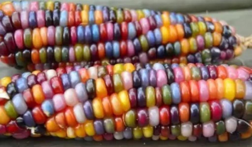 ग्लास कॉर्न जेम नाम की मक्के की एक किस्म होती हैं