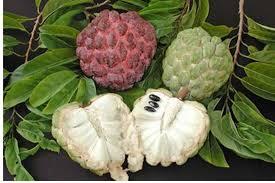 Image result for सीताफल बालों को बढ़ाने में बहुत फायदेमंद होता है। इसको मिक्सी में पीस ले फिर इसका गूदा बकरी के दूध में मिला लें। इस मिक्सचर को सिर पर अप्लाई करने से बाल बढ़ने लगेंगे। साथ ही इससे हेयरफाल भी कम होता हैं। Spotify 2 of 4