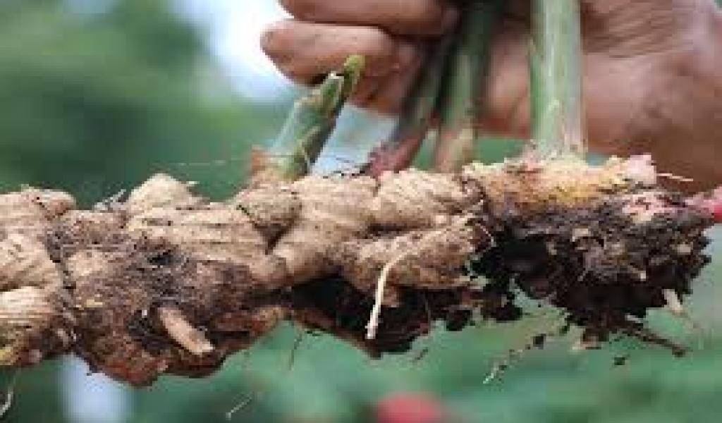 गर्मी के मौसम में ब्लड प्रेशर वाले मरीजों को अदरक का अधिक मात्रा में सेवन नहीं करना चाहिए।