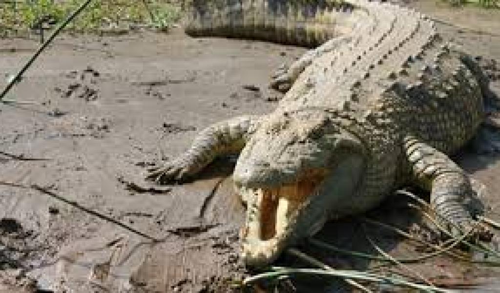 सुंदरवन (पश्चिम बंगाल) में हाल ही में पिता को बचाने की