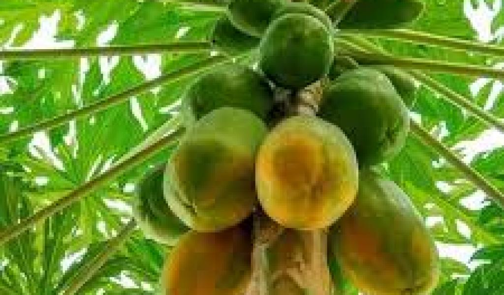 पपीते के वृक्ष पर जब फल आते हैं तो उसे कपड़े से ढक दिया जाता है