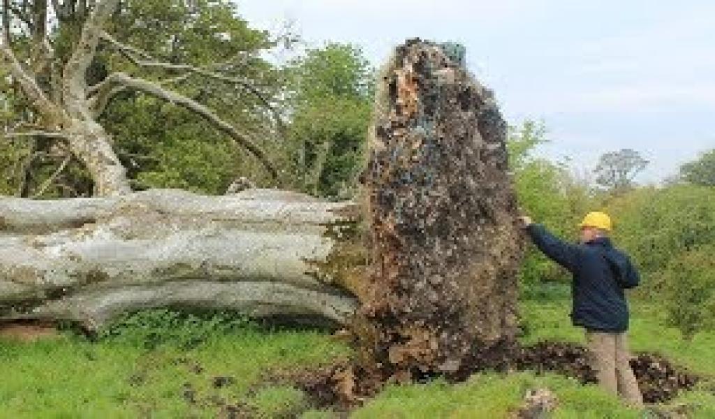 2015 में, एक हिंसक तूफान ने आयरलैंड में एक 214 साल पुराने पेड़ को उखाड़