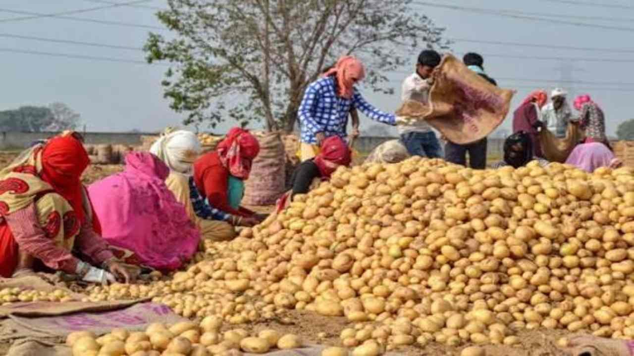 Bahraich Farmer News