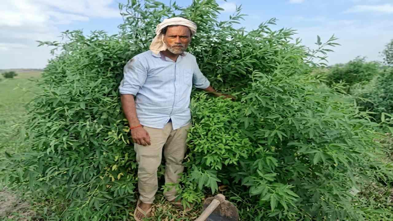 Chandan Ki Kheti Auraiya
